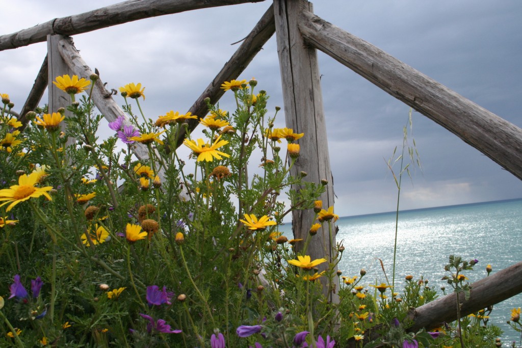Fiori sul mare-Isola Capo Rizzuto (Crotone)